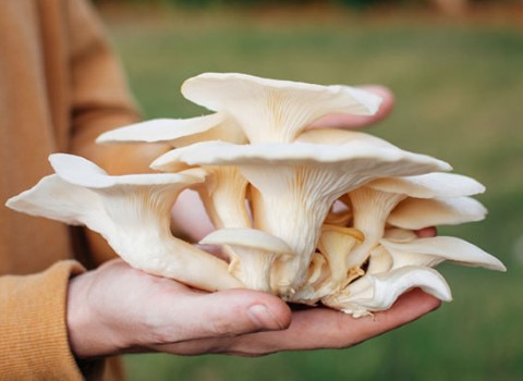 خرید قارچ خوراکی چتری + قیمت فروش استثنایی